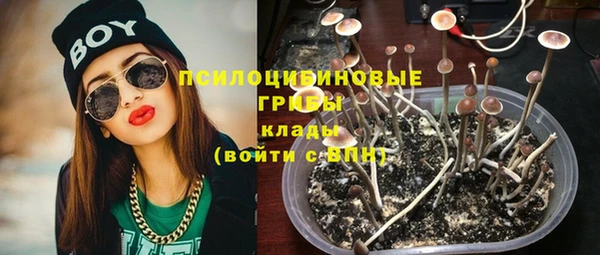 прущие грибы Абаза