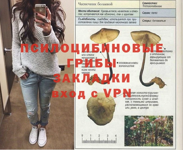 прущие грибы Абаза