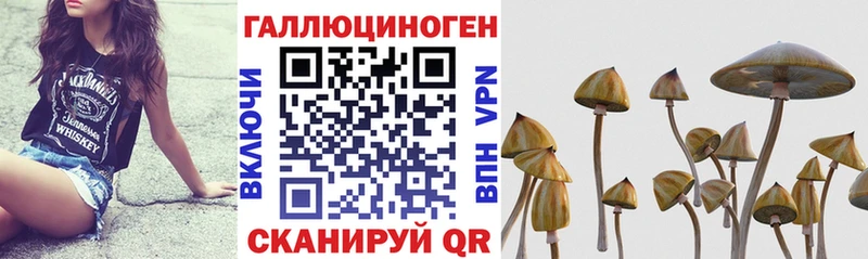 закладка  Кедровый  Псилоцибиновые грибы мухоморы 